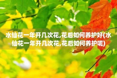 水仙花一年开几次花,花后如何养护好(水仙花一年开几次花,花后如何养护呢)