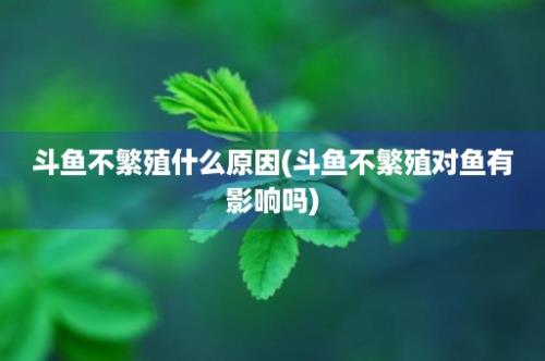 斗鱼不繁殖什么原因(斗鱼不繁殖对鱼有影响吗)