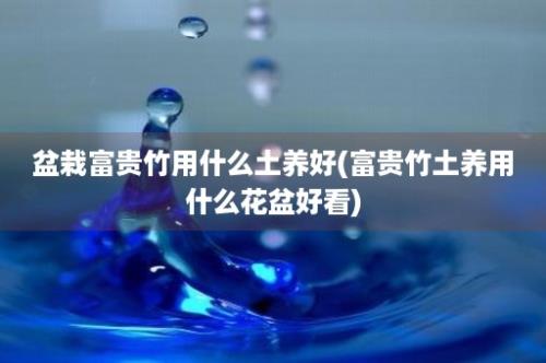 盆栽富贵竹用什么土养好(富贵竹土养用什么花盆好看)