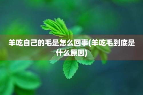 羊吃自己的毛是怎么回事(羊吃毛到底是什么原因)