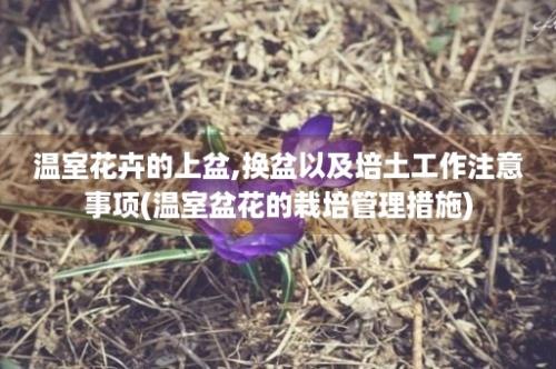 温室花卉的上盆,换盆以及培土工作注意事项(温室盆花的栽培管理措施)