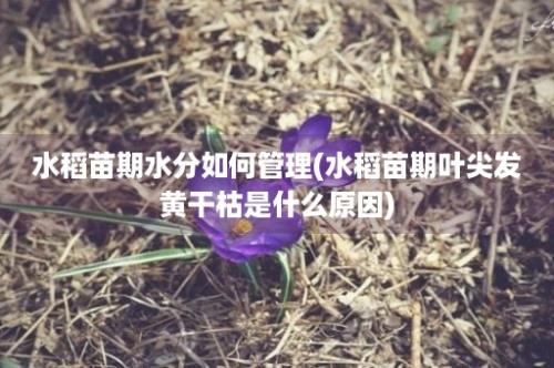 水稻苗期水分如何管理(水稻苗期叶尖发黄干枯是什么原因)