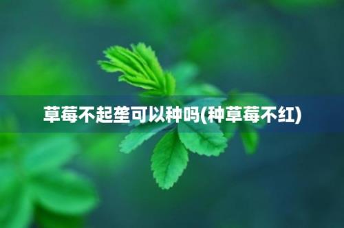 草莓不起垄可以种吗(种草莓不红)