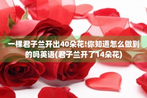 一棵君子兰开出40朵花!你知道怎么做到的吗英语(君子兰开了14朵花)