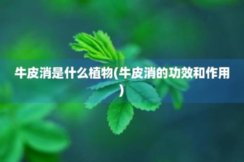 牛皮消是什么植物(牛皮消的功效和作用)