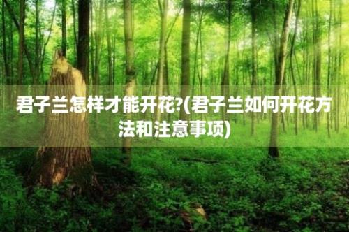 君子兰怎样才能开花?(君子兰如何开花方法和注意事项)