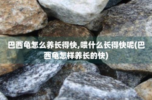 巴西龟怎么养长得快,喂什么长得快呢(巴西龟怎样养长的快)