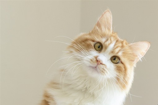 养猫