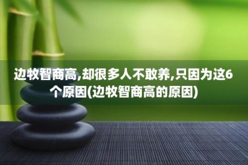 边牧智商高,却很多人不敢养,只因为这6个原因(边牧智商高的原因)