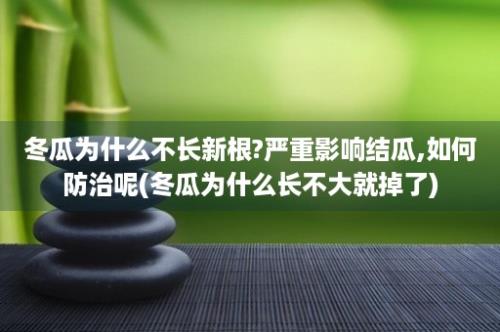 冬瓜为什么不长新根?严重影响结瓜,如何防治呢(冬瓜为什么长不大就掉了)