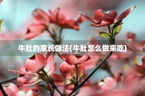 牛肚的家长做法(牛肚怎么做来吃)