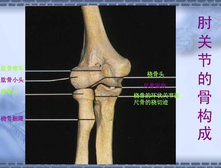 尺骨和桡骨怎么区分