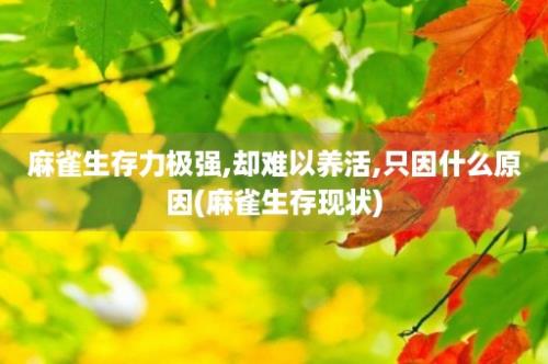 麻雀生存力极强,却难以养活,只因什么原因(麻雀生存现状)