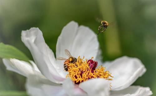 6到7脾的意蜂群，一箱能取多少纯蜜？掌握这6个条件，轻松判断