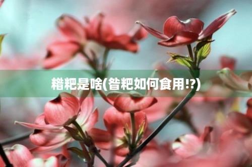 糌粑是啥(昝粑如何食用!?)