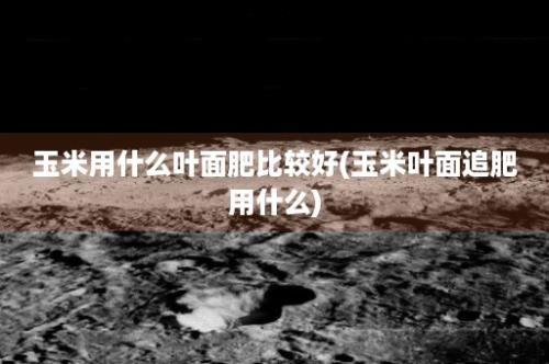 玉米用什么叶面肥比较好(玉米叶面追肥用什么)