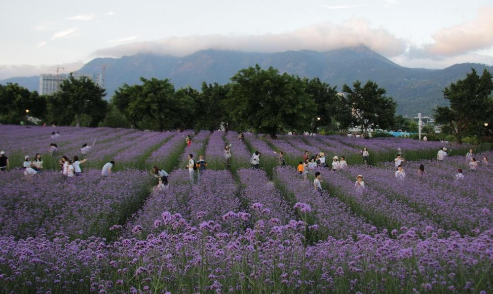 福州花海公园