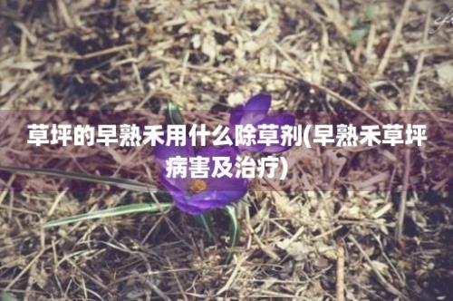 草坪的早熟禾用什么除草剂(早熟禾草坪病害及治疗)