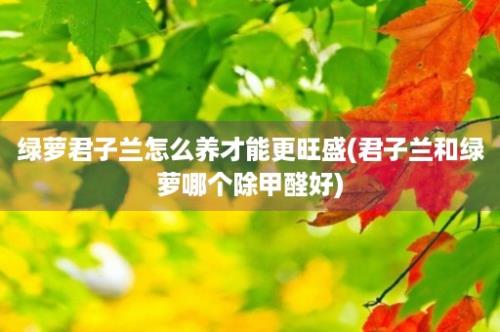 绿萝君子兰怎么养才能更旺盛(君子兰和绿萝哪个除甲醛好)