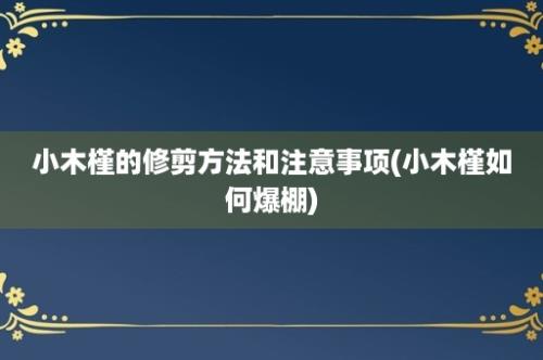 小木槿的修剪方法和注意事项(小木槿如何爆棚)