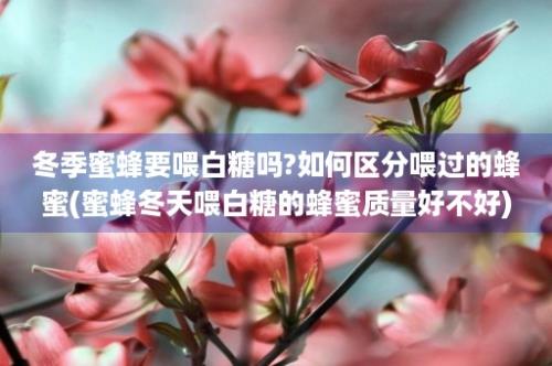 冬季蜜蜂要喂白糖吗?如何区分喂过的蜂蜜(蜜蜂冬天喂白糖的蜂蜜质量好不好)