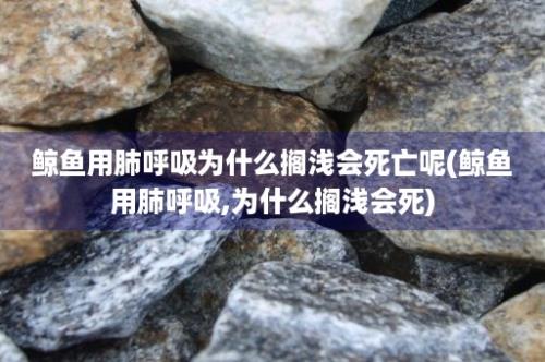 鲸鱼用肺呼吸为什么搁浅会死亡呢(鲸鱼用肺呼吸,为什么搁浅会死)