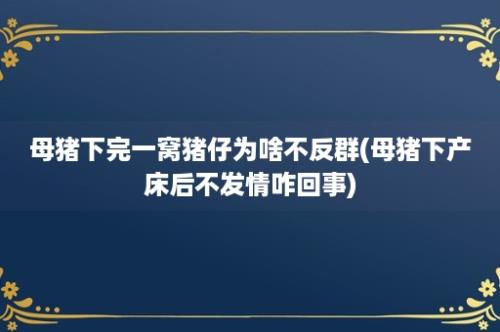 母猪下完一窝猪仔为啥不反群(母猪下产床后不发情咋回事)