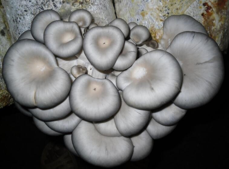 平菇发菌期怎么管理