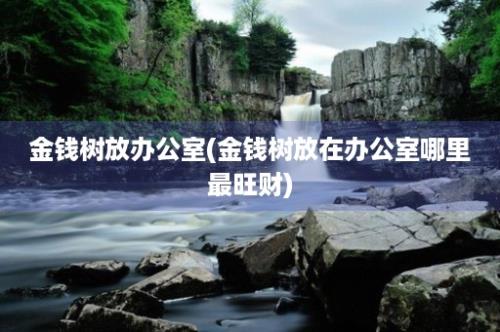 金钱树放办公室(金钱树放在办公室哪里最旺财)