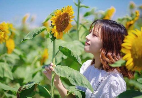 农民种植向日葵，在花期做好4点管理，向日葵籽粒饱满产量高