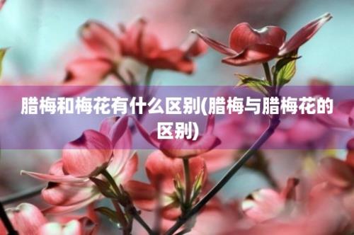 腊梅和梅花有什么区别(腊梅与腊梅花的区别)