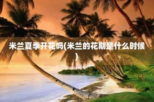 米兰夏季开花吗(米兰的花期是什么时候)