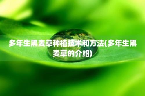 多年生黑麦草种植技术和方法(多年生黑麦草的介绍)