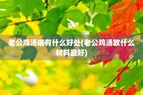 老公鸡汤喝有什么好处(老公鸡汤放什么材料最好)