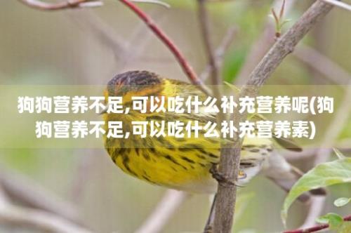 狗狗营养不足,可以吃什么补充营养呢(狗狗营养不足,可以吃什么补充营养素)