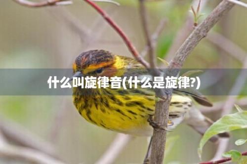 什么叫旋律音(什么是旋律?)