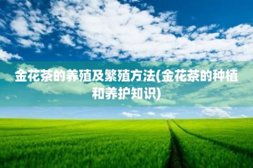 金花茶的养殖及繁殖方法(金花茶的种植和养护知识)