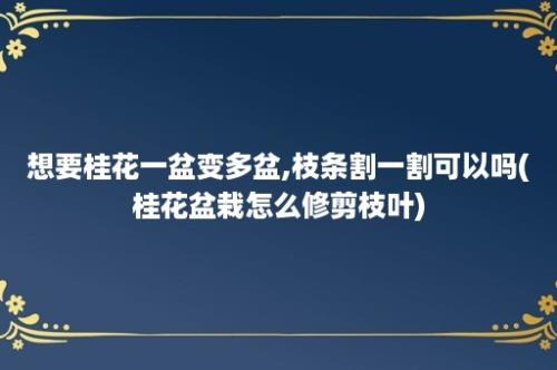 想要桂花一盆变多盆,枝条割一割可以吗(桂花盆栽怎么修剪枝叶)