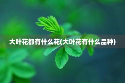 大叶花都有什么花(大叶花有什么品种)