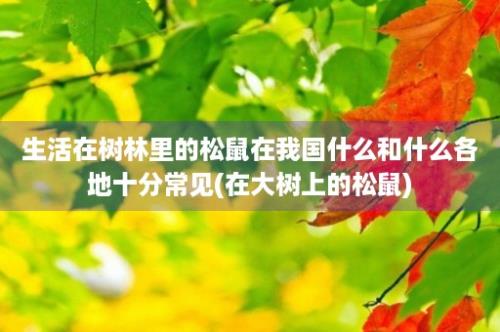 生活在树林里的松鼠在我国什么和什么各地十分常见(在大树上的松鼠)