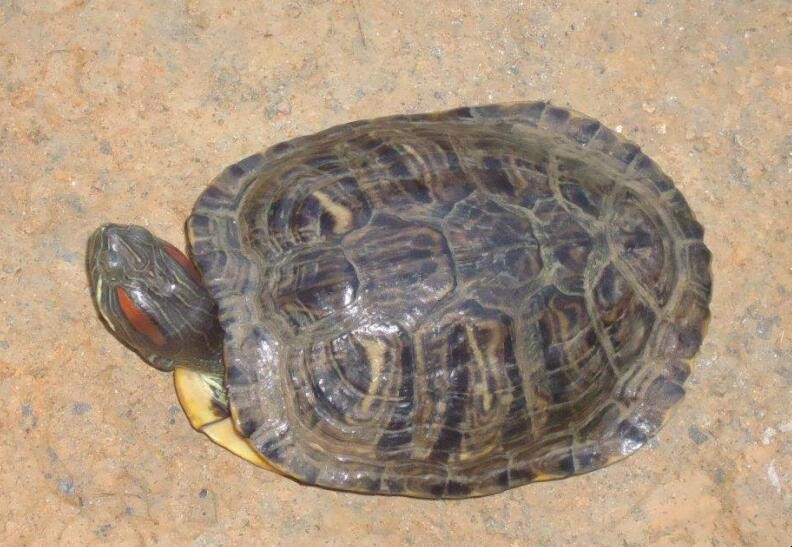 乌龟
