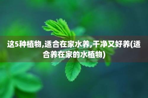 这5种植物,适合在家水养,干净又好养(适合养在家的水植物)