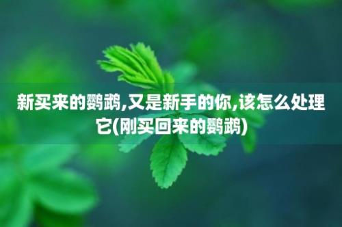 新买来的鹦鹉,又是新手的你,该怎么处理它(刚买回来的鹦鹉)