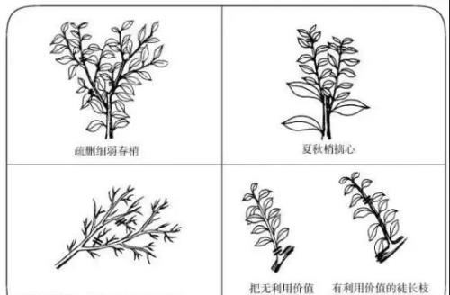 树龄不同的柑橘树它的修剪目的也不同，5分钟了解春季修剪