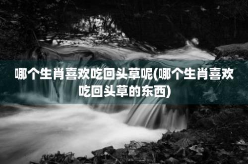 哪个生肖喜欢吃回头草呢(哪个生肖喜欢吃回头草的东西)