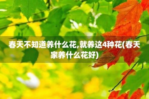 春天不知道养什么花,就养这4种花(春天家养什么花好)