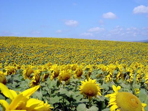 农民种植向日葵，在花期做好4点管理，向日葵籽粒饱满产量高