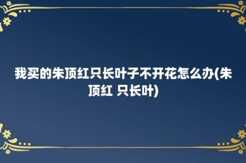 我买的朱顶红只长叶子不开花怎么办(朱顶红 只长叶)