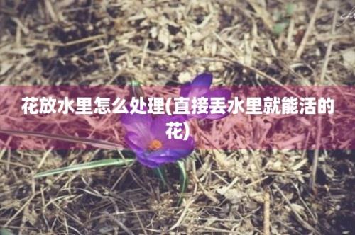 花放水里怎么处理(直接丢水里就能活的花)