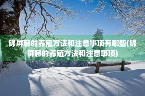 锦屏藤的养殖方法和注意事项有哪些(锦屏藤的养殖方法和注意事项)